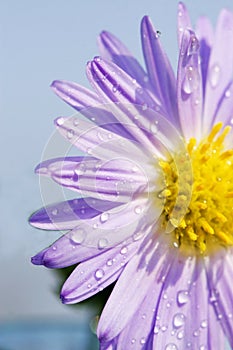 daisy with dew