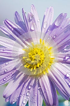 Daisy with dew