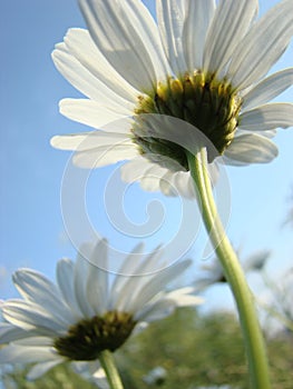 Daisy photo