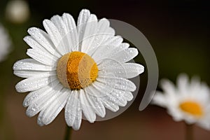 Daisy Dream