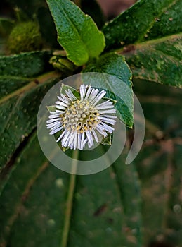 Daisy eclipta or urang aring, is a wild plant that grows around other plants, which flower beautifully.ï¿¼