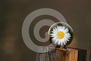 Daisy on fence post