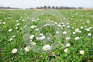 Daisy field