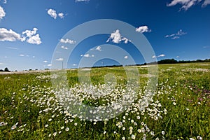 Daisy field