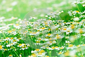 Daisy field