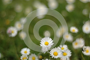 Daisy field