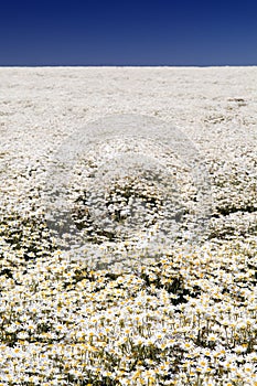 Daisy Field & Blue Sky