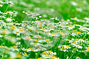 Daisy field - chamomile