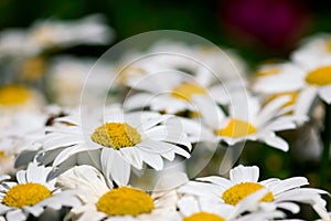 Daisy Field Closeup