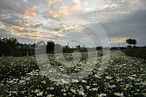 Daisy field in early morning