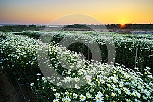 Daisy field in early morning