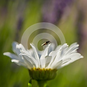 Daisy field flower and a fly against a grass background.