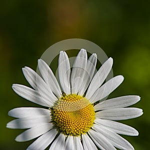 Daisy field flower on a grass background.