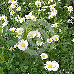 Daisy field. Little flowers field in the morning sunshine of summer. Abstract nature background with wild flowers. Macro