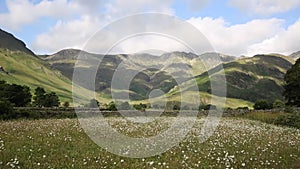 Daisy field with mountains blue sky and clouds scenic Langdale Valley Lake District Cumbria near Old Dungeon Ghyll