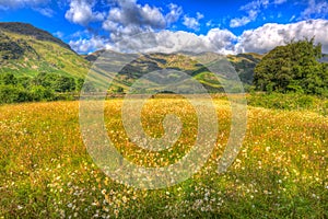 Daisy field Langdale Valley Lake District Cumbria near Old Dungeon Ghyll England UK in s