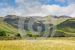 Daisy field mountains blue sky and clouds scenic Langdale Valley Lake District uk