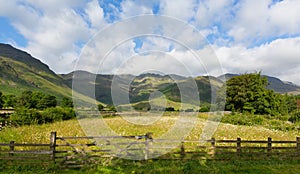 Daisy field mountains blue sky and clouds scenic Langdale Valley Lake District uk