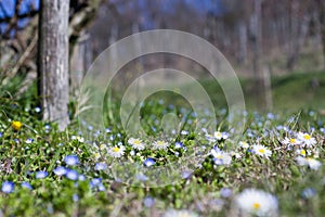 Daisy Field