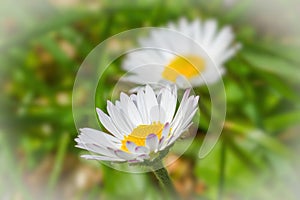 Daisy in the field with nice spring green bokeh