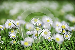 Daisy field in spring