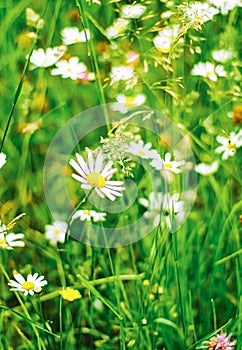 Daisy field in summer, green grass and blooming flowers, chamomile meadow as spring nature and floral background