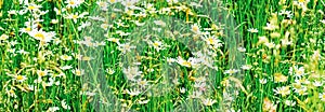 Daisy field in summer, green grass and blooming flowers, chamomile meadow as spring nature and floral background