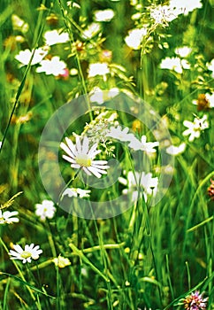 Daisy field in summer, green grass and blooming flowers, chamomile meadow as spring nature and floral background