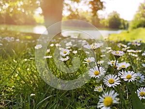 Daisy fields in spring