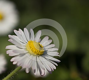 Daisy is first day of spring look like a a moon daisy and yellow eyes