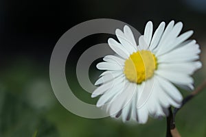 Daisy is first day of spring look like a a moon daisy and yellow eyes