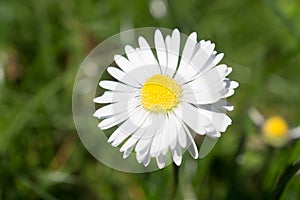 Daisy is first day of spring look like a a moon daisy and yellow eyes