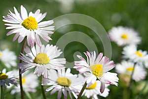 Daisy is first day of spring look like a a moon daisy and yellow eyes