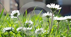 Daisy is first day of spring look like a a moon daisy and yellow eyes