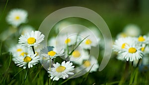 Daisy is first day of spring look like a a moon daisy and yellow eyes.