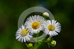 Daisy flea in the meadow during the day