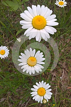 Daisy Fleabane