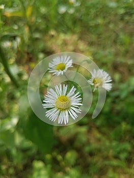 Daisy Fleabane blooms