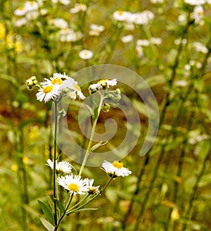 Daisy Fleabane, Erigeron annuus wildflower photo