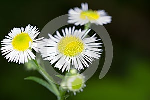 Daisy fleabane