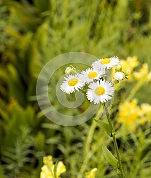 Daisy Fleabane, Erigeron annuus wildflower