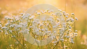 Daisy fleabane sunrise summer background