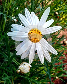 Daisy flower