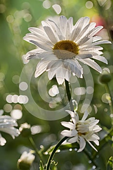 Daisy flower