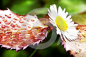 Daisy flower