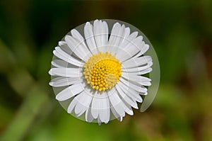 Daisy Flower