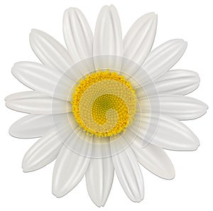 Sedmikráska květina 
