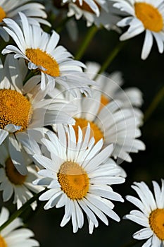 Daisy Flower
