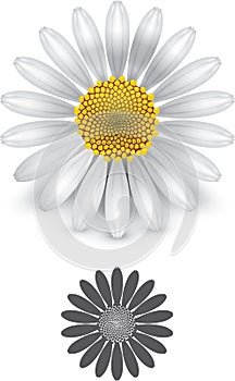 Daisy flower