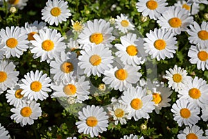 Daisy flower